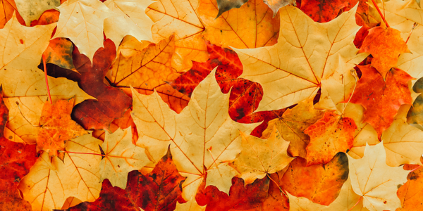 Key Highlights from the Autumn Statement 2023: What It Means for Taxes and Business